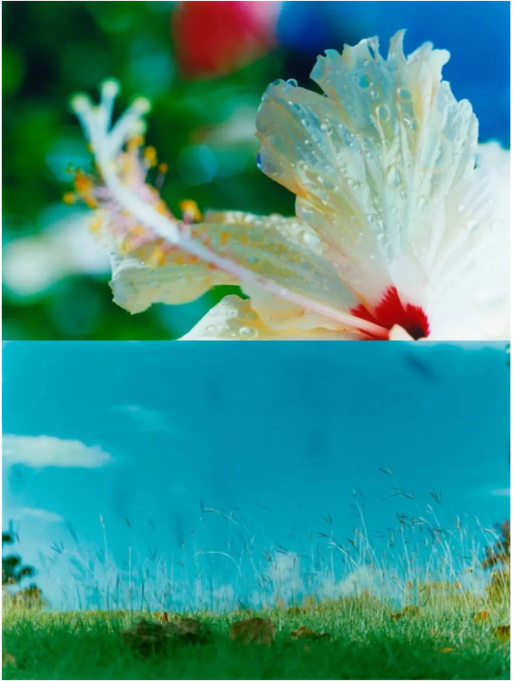 AF春日看展计划 | 欢迎来到日本时尚摄影教主——蜷川实花的色彩迷幻世界