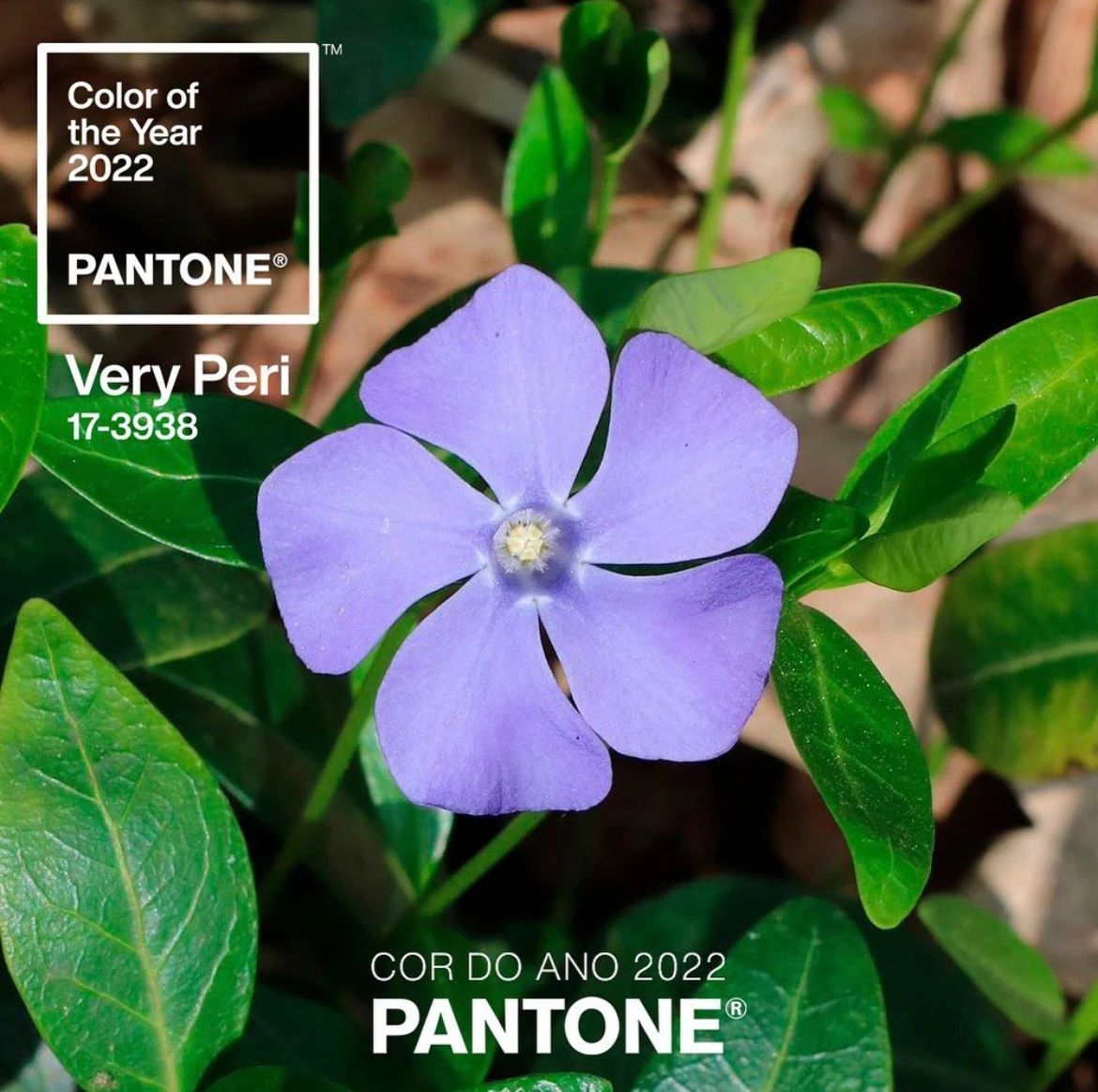 2022 Pantone潘通年度流行色发布：长春花蓝！